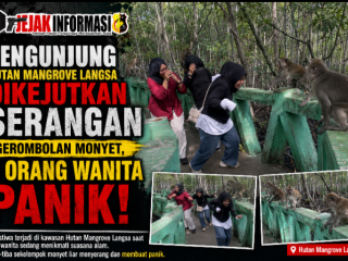 Pengunjung Hutan Mangrove Langsa Dikejutkan Serangan Gerombolan Monyet, 3 Orang Wanita Panik