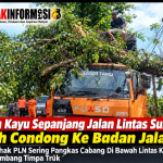 Pohon Kayu Sepanjang Jalan Lintas Sumatera Lebih Condong Ke Badan Jalan Akibat Pihak PLN Sering Pangkas Cabang Di Bawah Lintas Kabel Listrik, Pohon Tumbang Timpa Truk