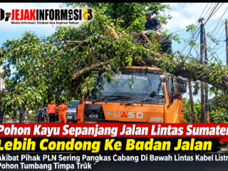 Pohon Kayu Sepanjang Jalan Lintas Sumatera Lebih Condong Ke Badan Jalan Akibat Pihak PLN Sering Pangkas Cabang Di Bawah Lintas Kabel Listrik, Pohon Tumbang Timpa Truk