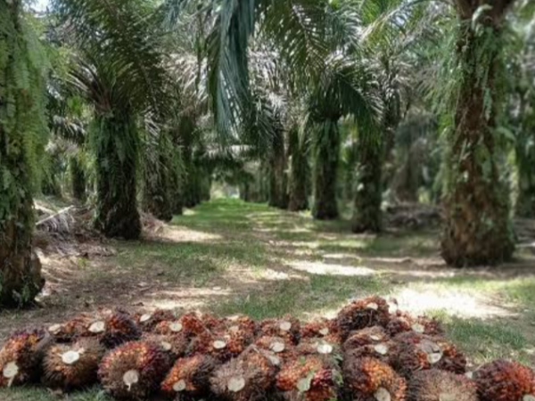 Pihak Kebun Baru PTPN IV Regional 6 Tegaskan Tidak Ada Kebun Yang Tidak Dipanen