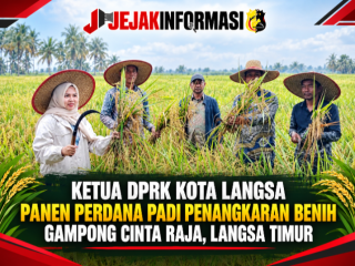 Ketua DPRK Kota Langsa Panen Perdana Padi Penangkaran Benih Gampong Cinta Raja, Langsa Timur